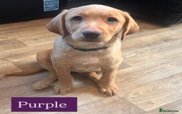 Labrador Retriever dogs for sale: Labrador puppies in Colne - Image 8