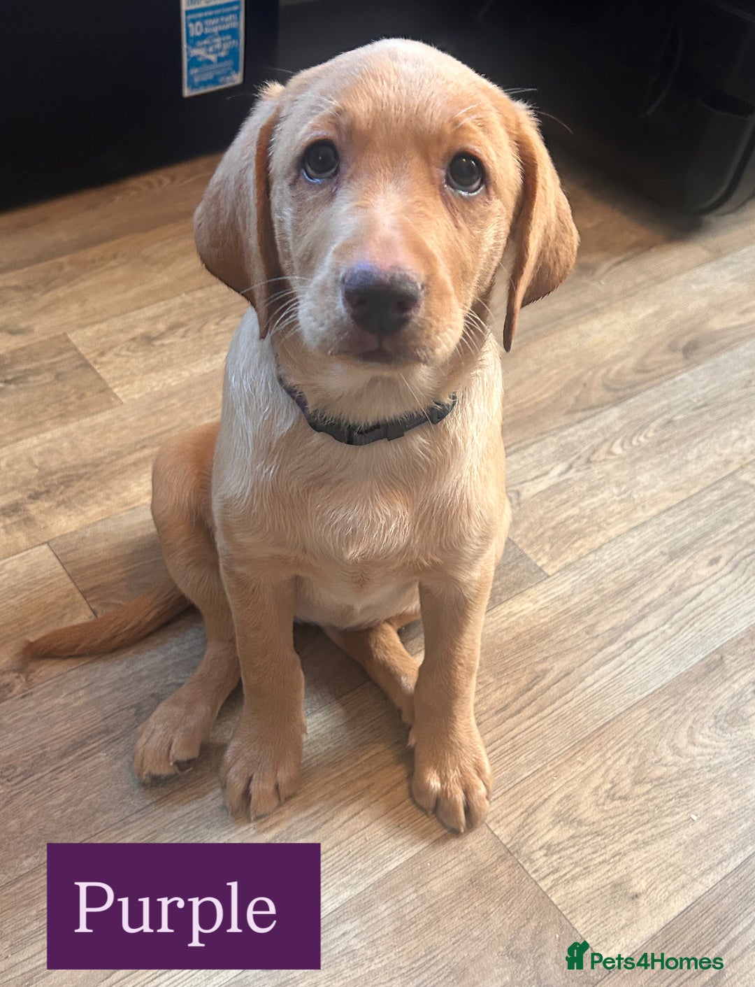 Labrador Retriever dogs for sale: Labrador puppies in Colne - Image 8