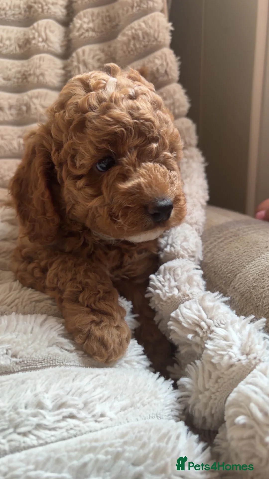 Cockapoo dogs for sale: Beautiful toy size F1b Cockapoo Puppies - Advert 1