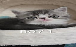 Persian cats for sale: 4 Persian Kittens - Image 4