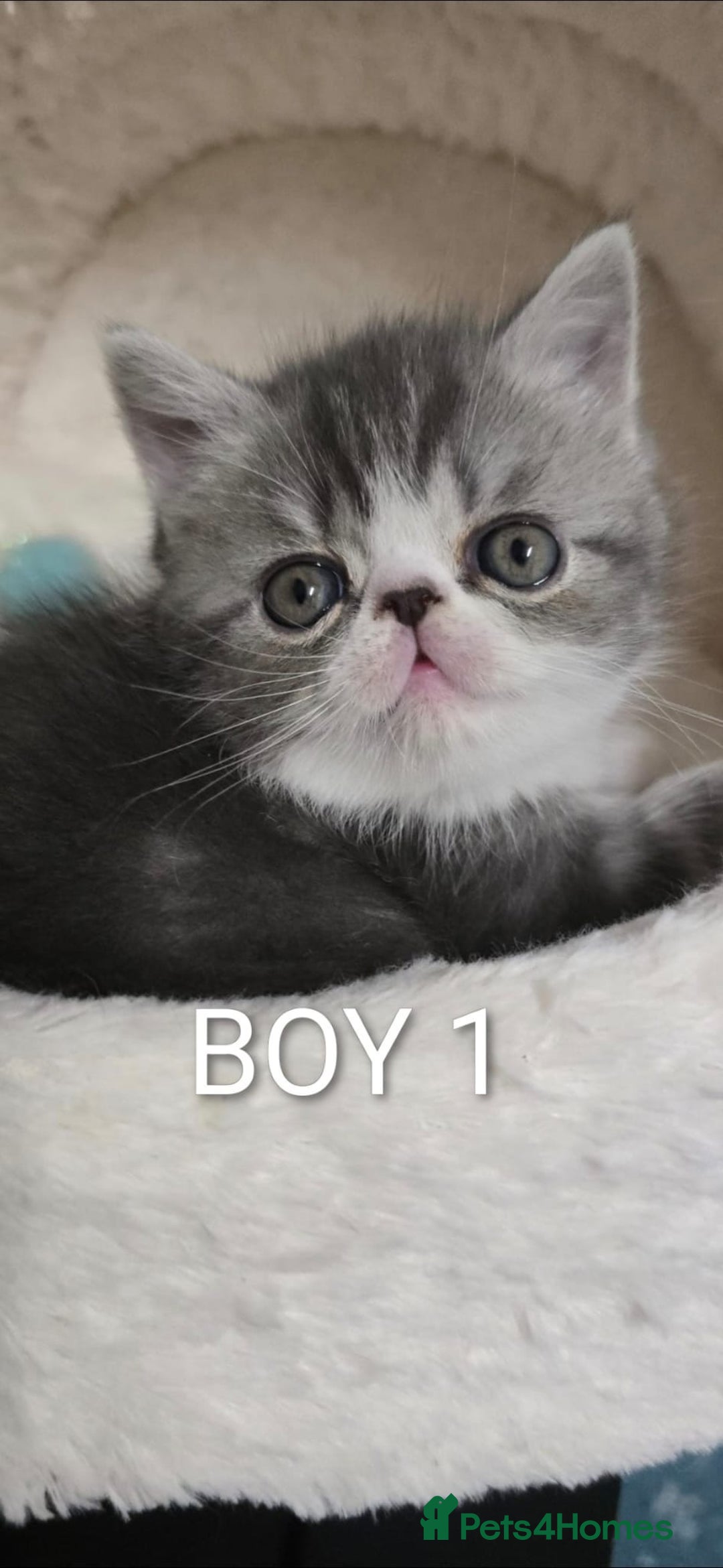 Persian cats for sale: 4 Persian Kittens - Image 4