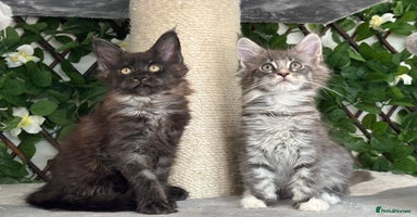 Maine Coon cats - Advert 3