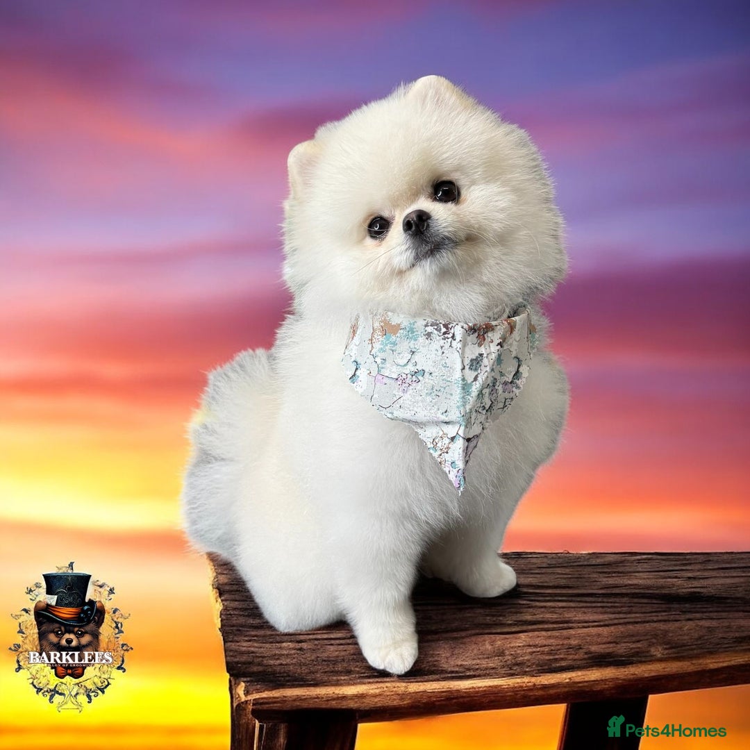 Pomeranian dogs for sale: Beautiful thick coat poms READY to leave next week - Image 8