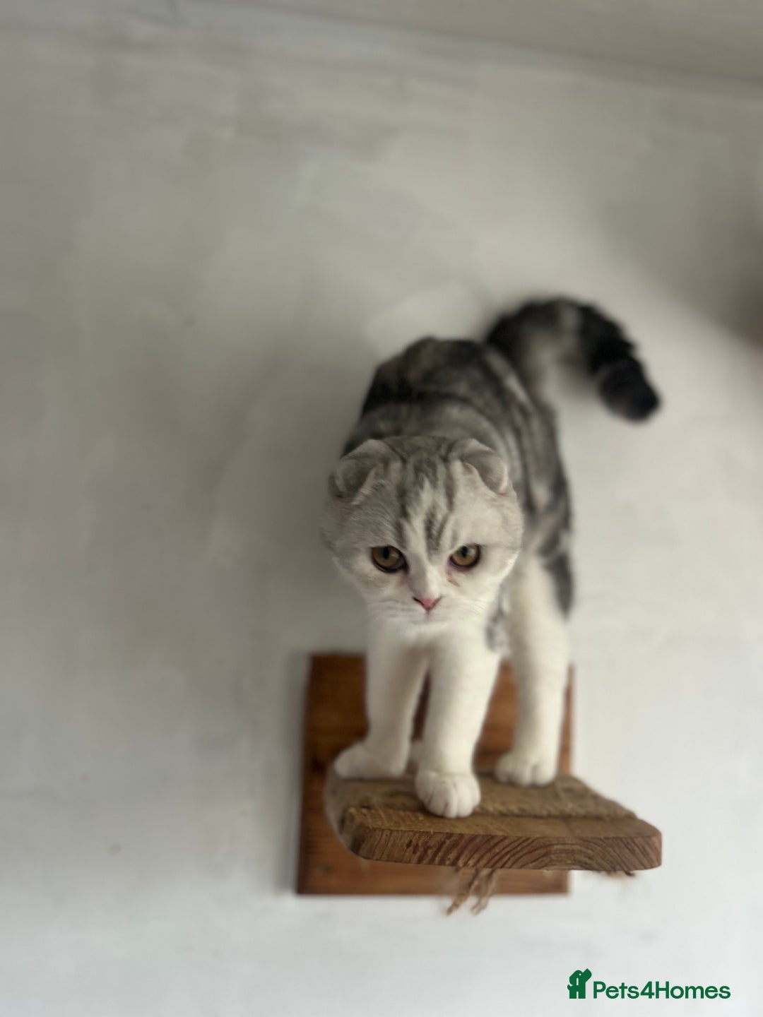 Scottish Fold cats for sale: Kittens Ready for Their Forever Homes - Advert 34