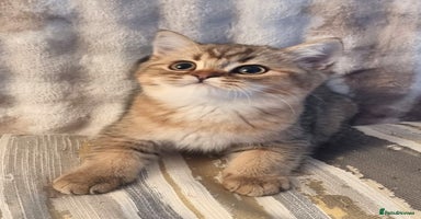 British Shorthair cats - Advert 1
