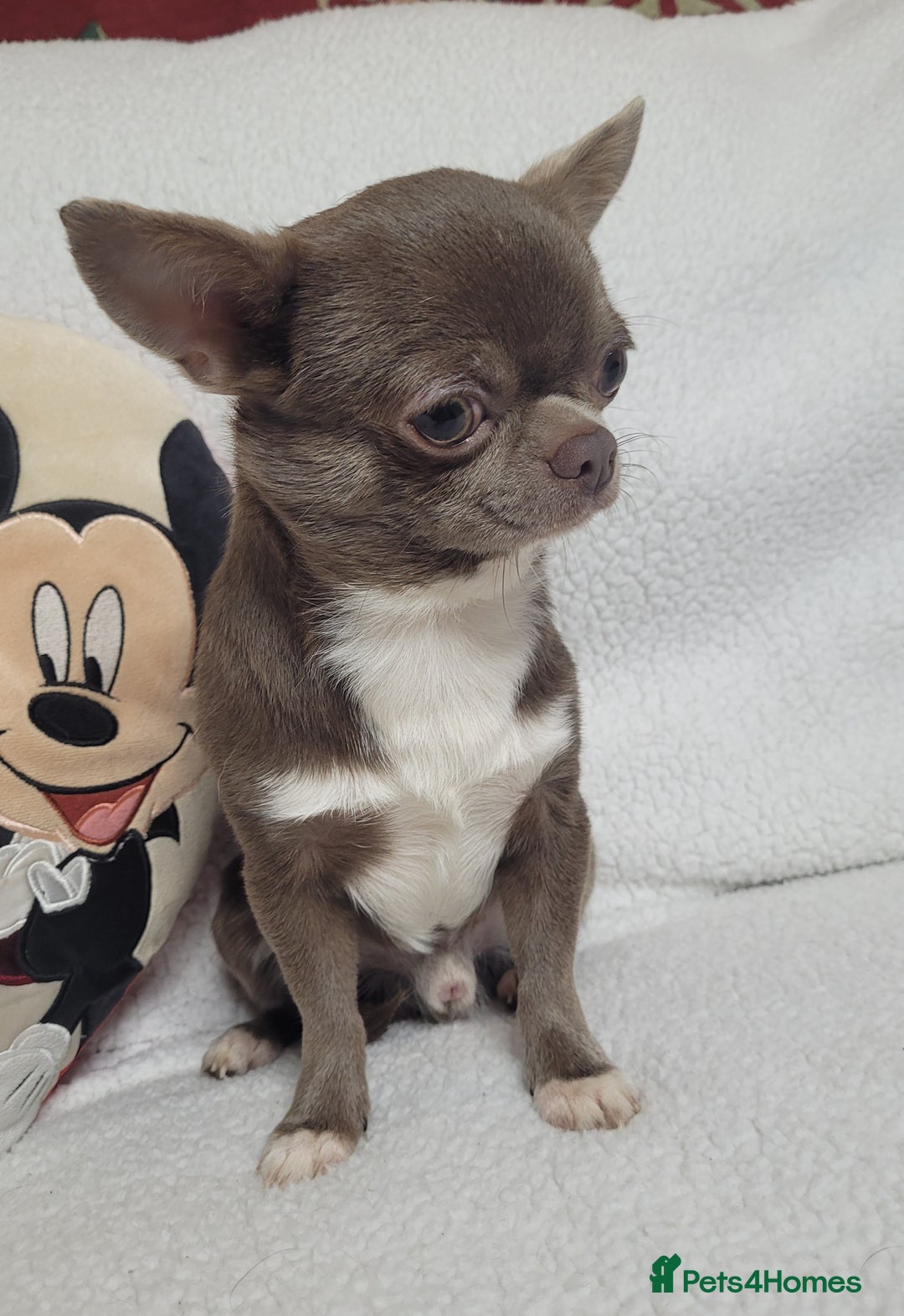 Chihuahua dogs for stud: KC lilac stud in Dagenham - Advert 7