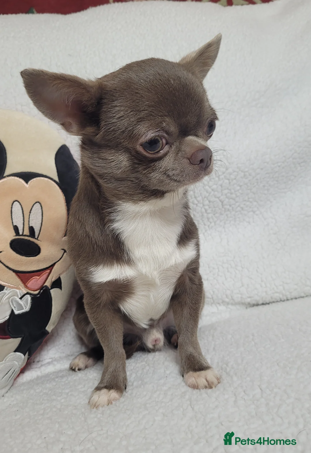 Chihuahua dogs for stud: KC lilac stud in Dagenham - Advert 7