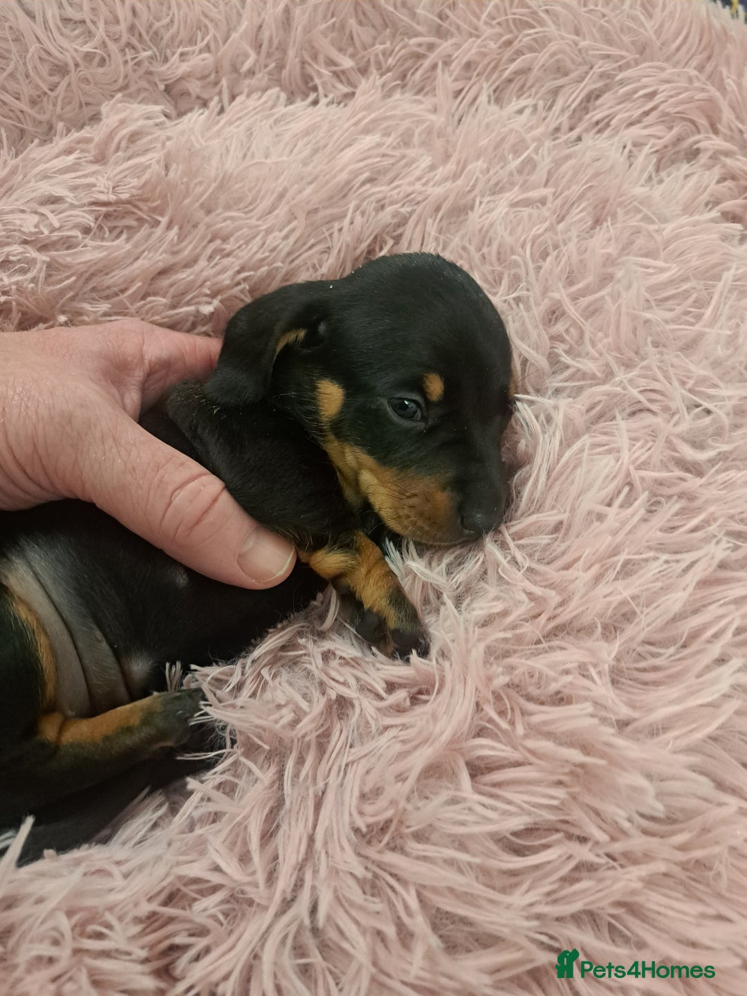 Miniature Dachshund dogs for sale: Minature Dachshund Puppies - Advert 5