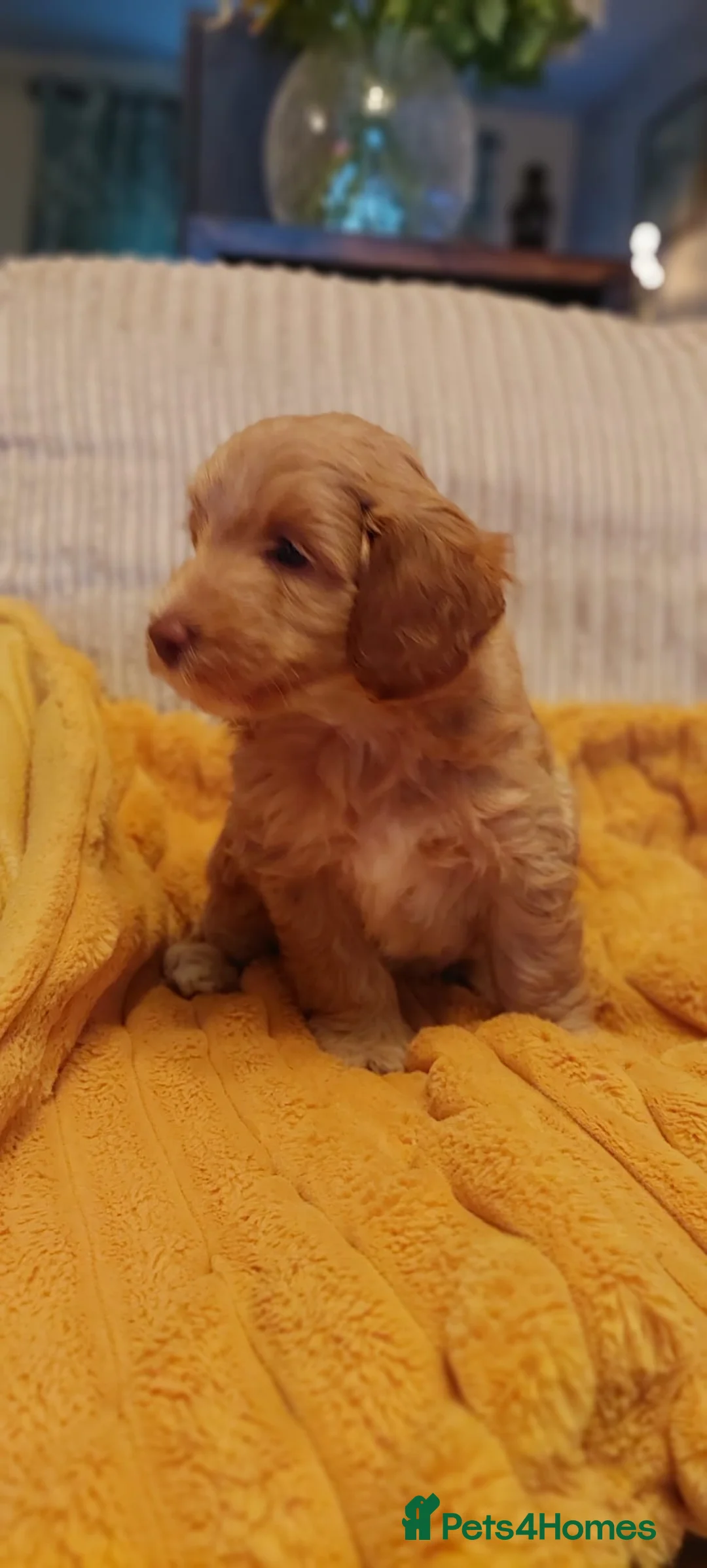Australian Labradoodle dogs for sale: Australian Labradoodle - Advert 25