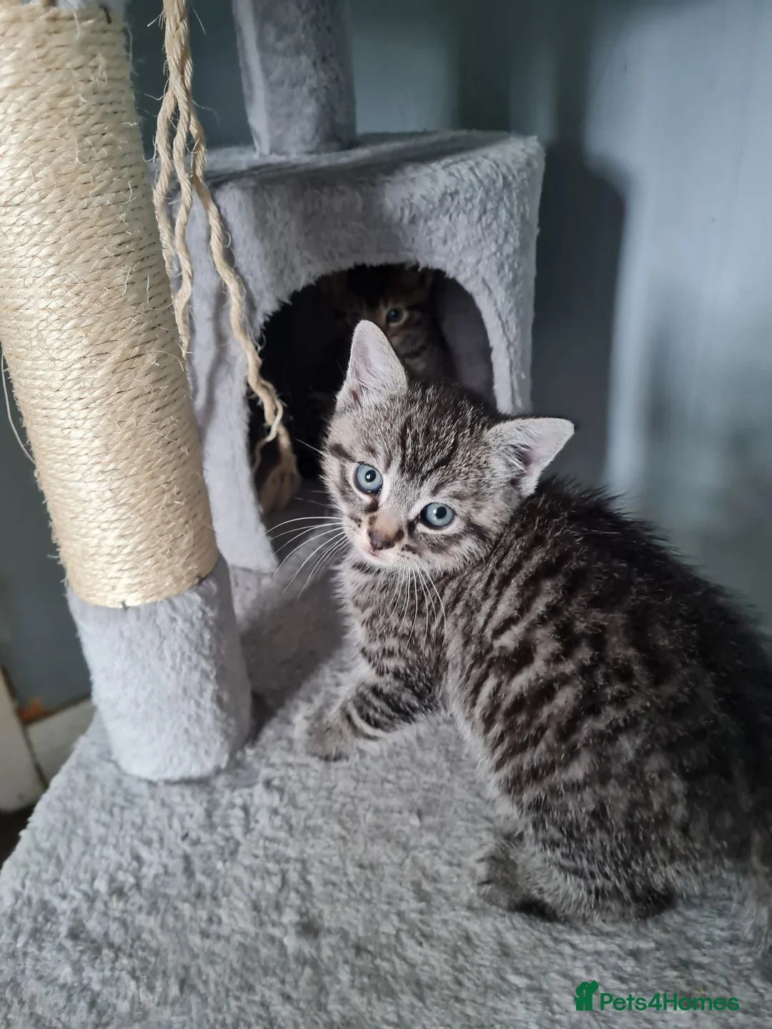 Mixed Breed cats for sale: For sale - Advert 3