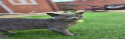 British Shorthair cats for sale: Beautiful British Shorthair Kittens  - Advert 2