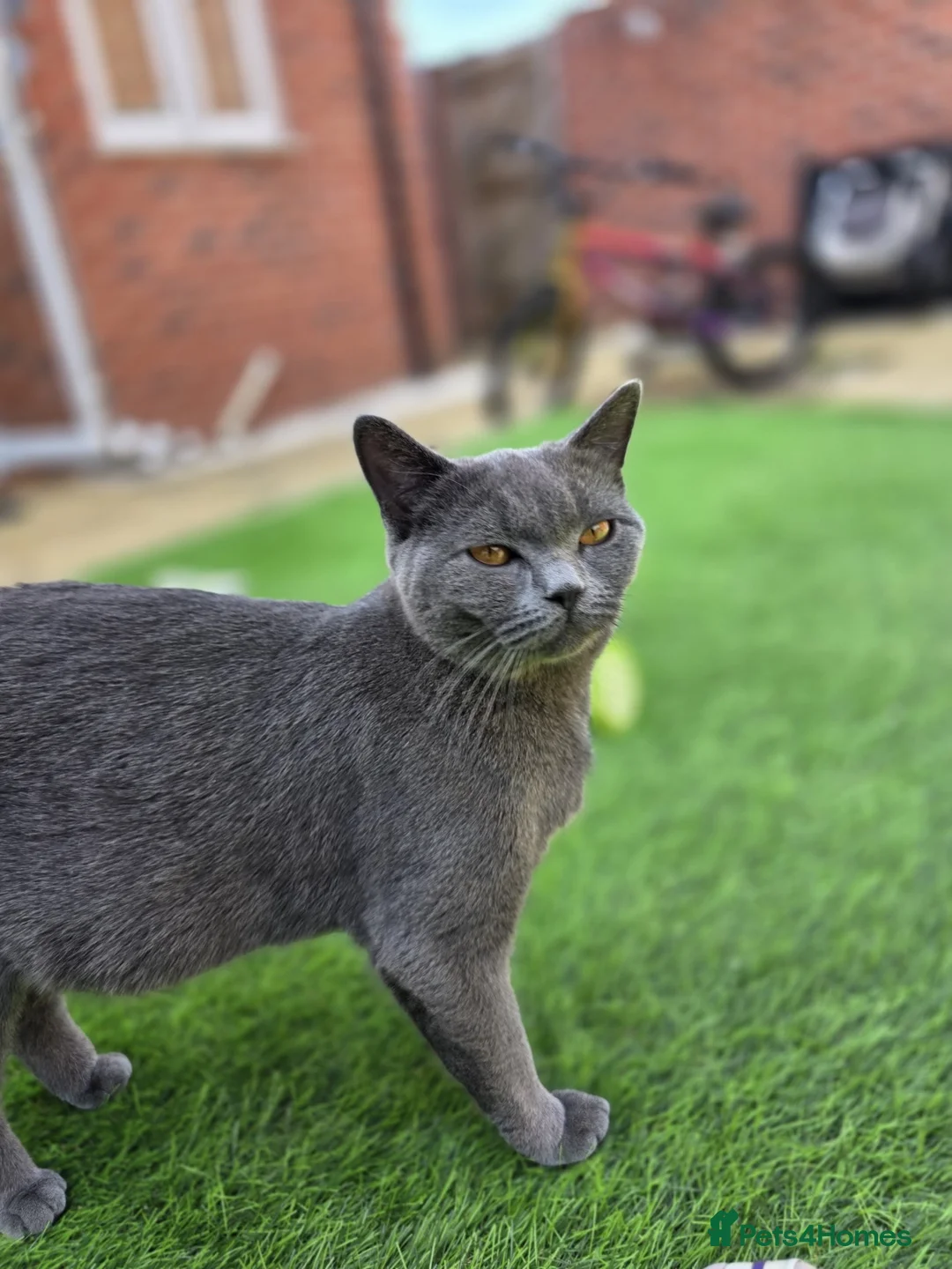 British Shorthair cats for sale: Beautiful British Shorthair Kittens  - Advert 2