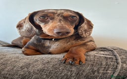 Miniature Dachshund dogs for sale: Dachshund for Rehoming  in Morecambe - Advert 4