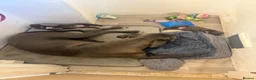 Cane Corso dogs for sale: 2 beautiful chunky cane corso male puppies  in Frizington - Advert 7