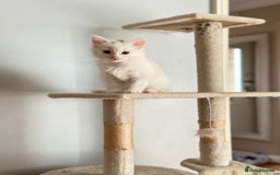 Turkish Angora cats for sale: Kitten Turkish angora  - Image 3