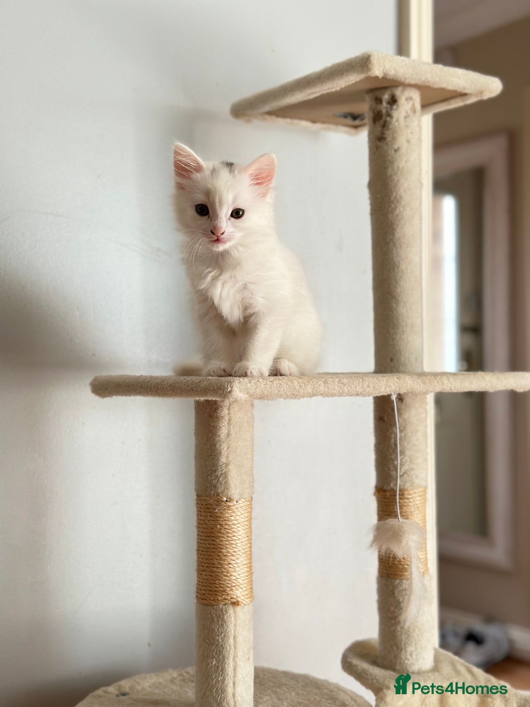Turkish Angora cats for sale: Kitten Turkish angora  - Image 3