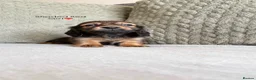 Miniature Dachshund dogs for sale:     Exceptional KC Long Haired Mini Dachshunds🤍 - Advert 30