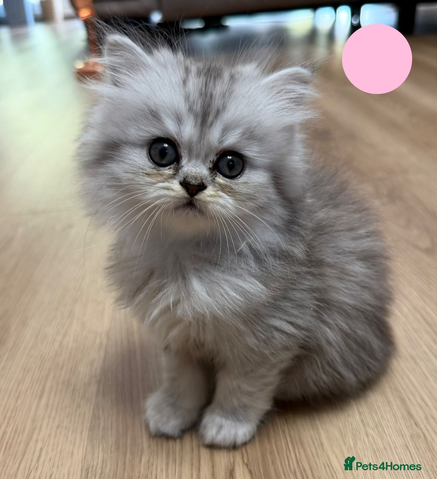 Persian cats Beautiful fluffy Persian kittens, PKD clear - Advert 15