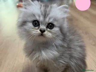 Persian cats LAST 1! Beautiful fluffy Persian kitten, PKD clear - Advert 3