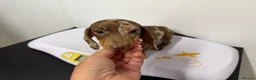 Miniature Dachshund dogs for sale: Miniature dachshund puppies  - Advert 12