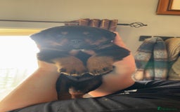 Rottweiler dogs for sale: Beautiful breed Rottweiler puppies  - Image 3