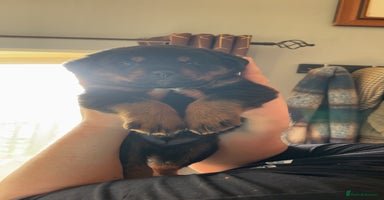 Rottweiler dogs Beautiful breed Rottweiler puppies  - Advert 3