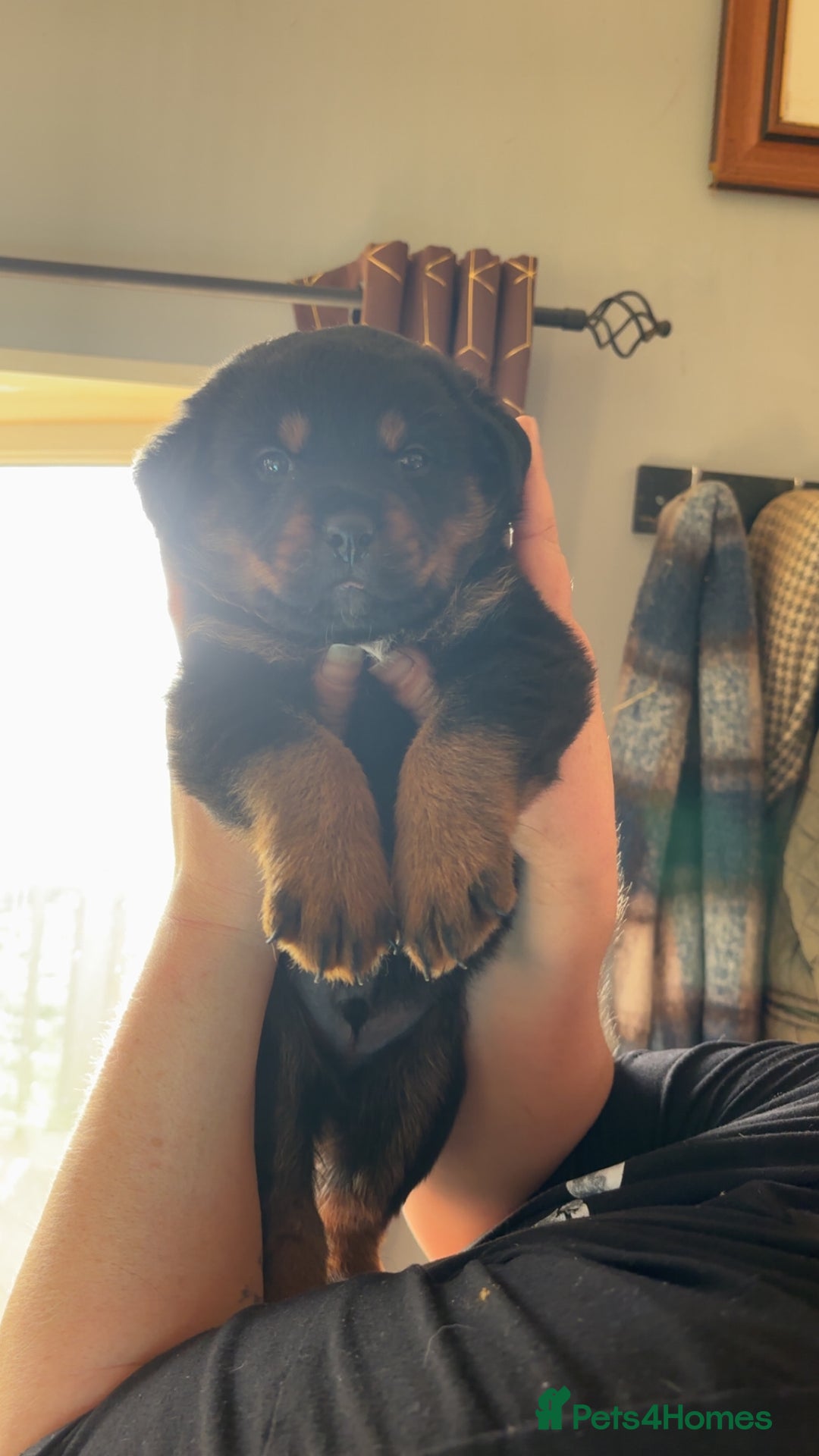 Rottweiler dogs for sale: Beautiful breed Rottweiler puppies  - Image 3