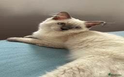 Ragdoll cats for sale: Seal point pedigree Ragdoll  - Image 2