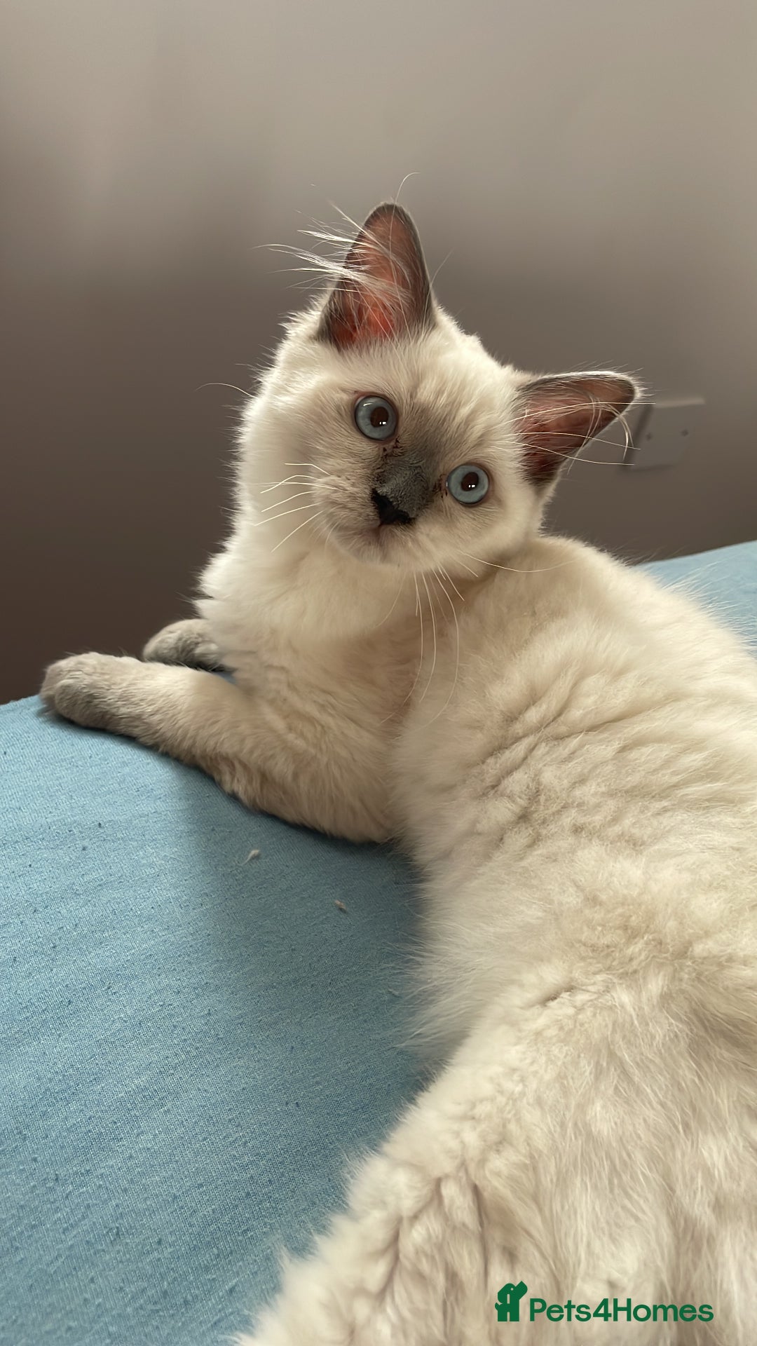 Ragdoll cats for sale: Seal point pedigree Ragdoll  - Image 2
