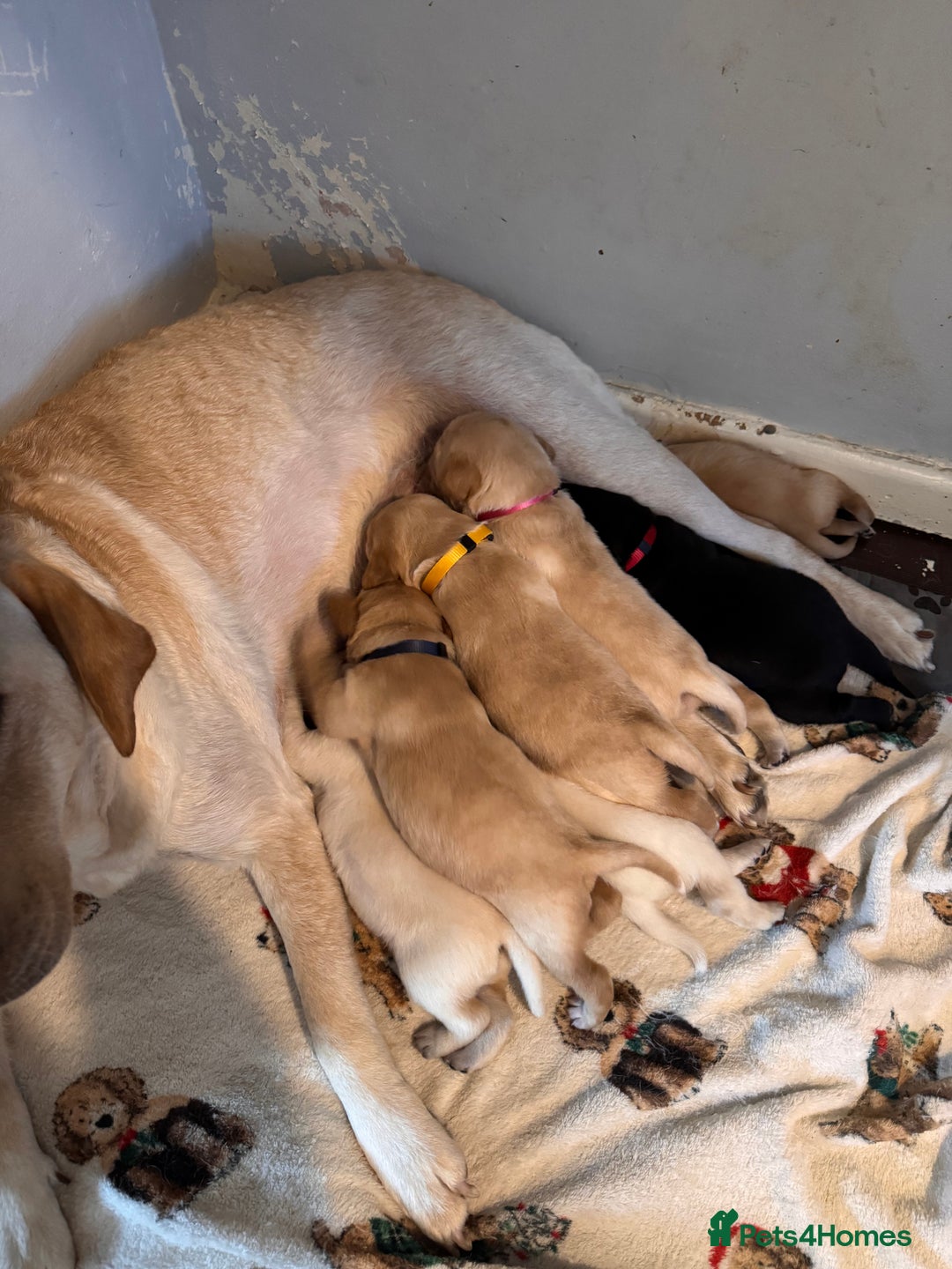 Mixed Breed dogs for sale: 🔥❤️ Beautiful labrador fur baby’s 🔥❤️ - Image 2