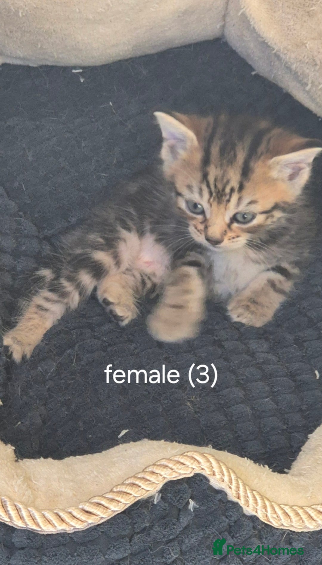 Domestic Shorthair cats for sale:  kittens  - Image 3
