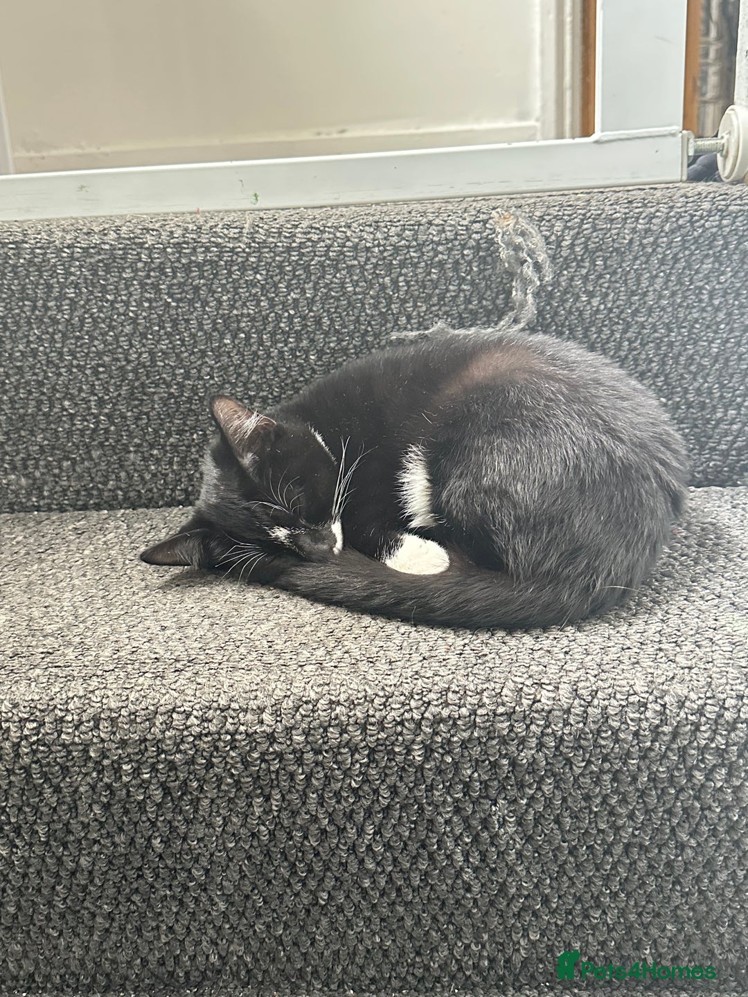 Mixed Breed cats for sale: Pregnant Adult Cat - Image 4