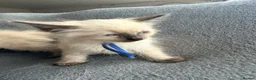 Ragdoll cats for sale: Beautiful ragdoll kittens ready now - Advert 10