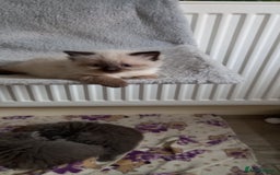 Ragdoll cats for sale: 5 ragdolls 3 blagdolls  - Image 14