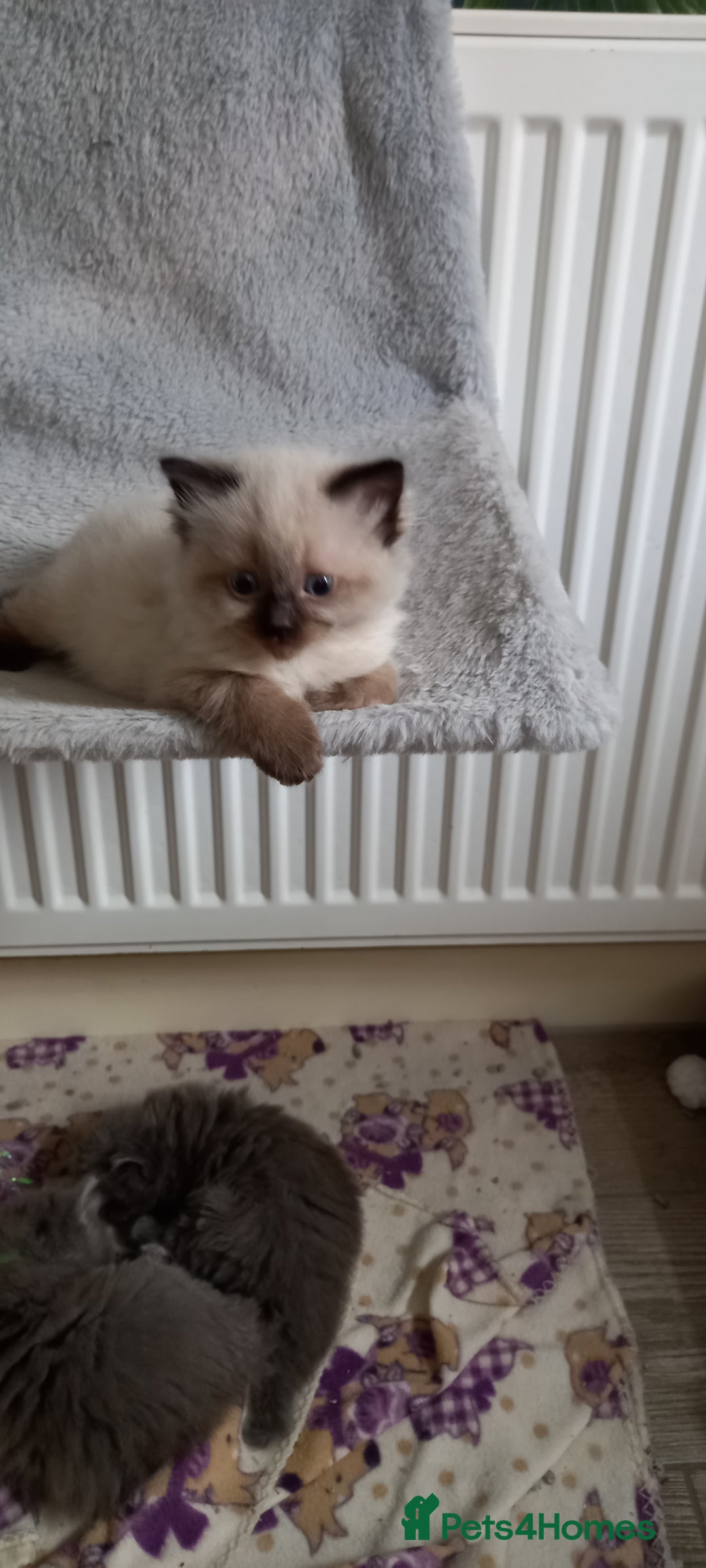 Ragdoll cats for sale: 5 ragdolls 3 blagdolls  - Image 14