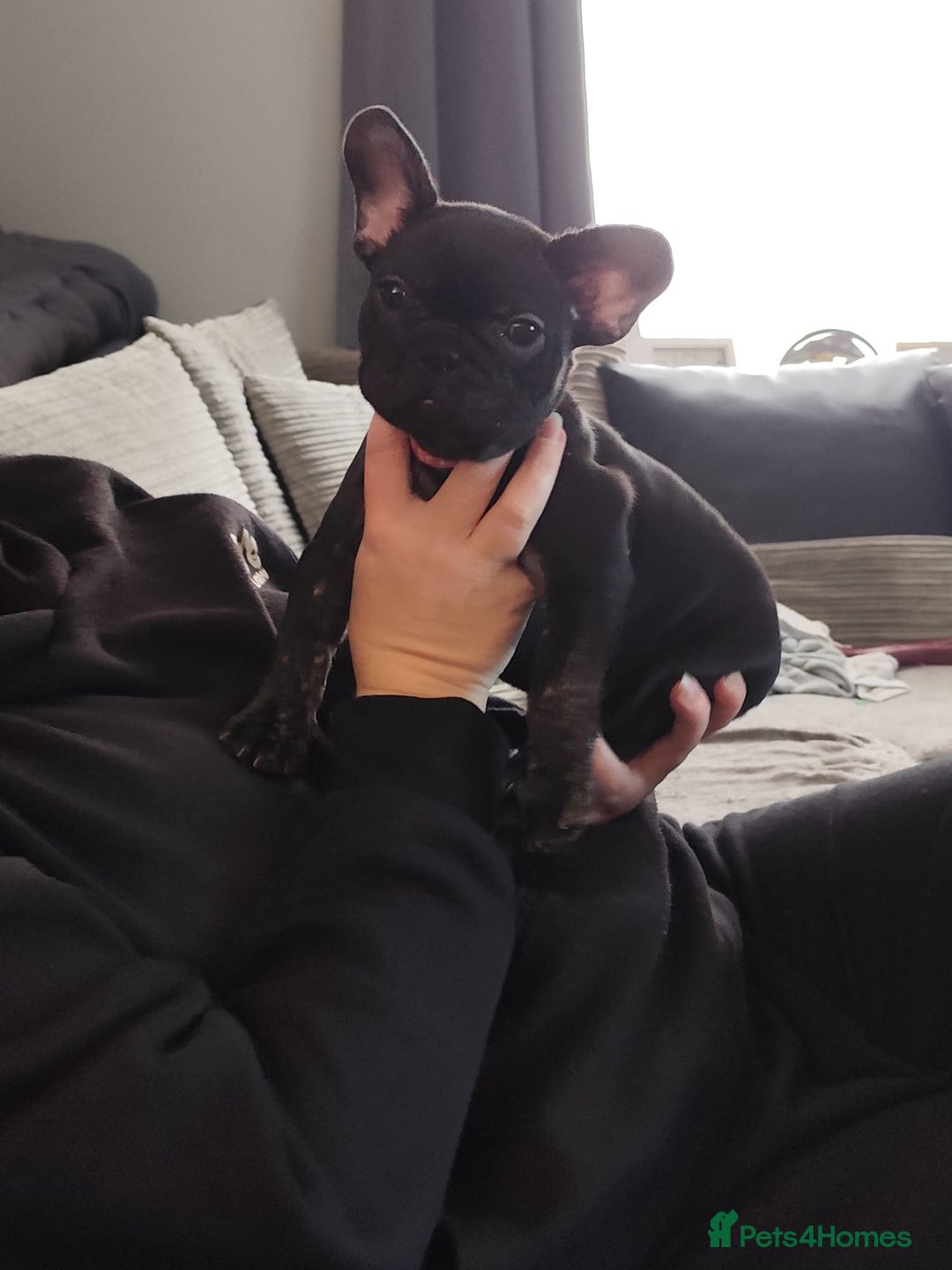 French Bulldog dogs for sale: French bulldog puppy READY TO LEAVE NOW - Advert 5