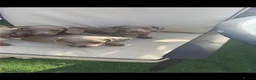Dachshund dogs for sale: Miniature Dachshund puppies - Advert 12