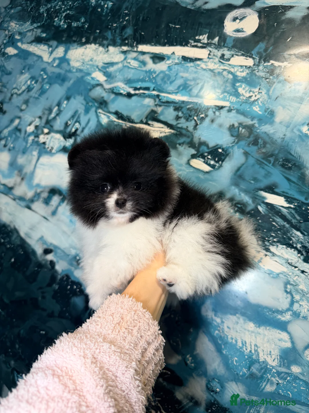 Pomeranian dogs for sale: Party color Pomeranian boy like a panda bear - Advert 15