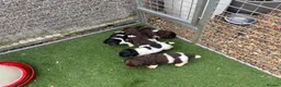 English Springer Spaniel dogs for sale: Kc springer spaniel Puppies - Advert 3