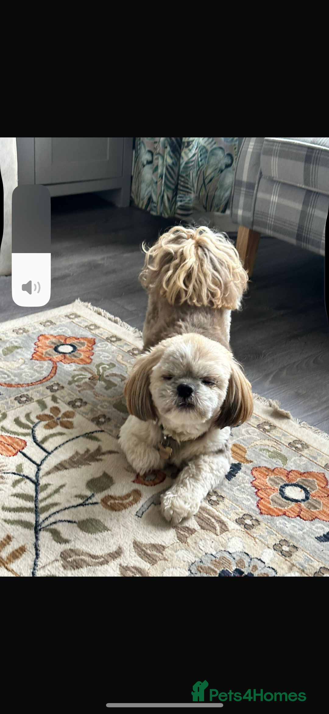 Shih Tzu dogs for sale: 2 female Shih tzu - Image 5