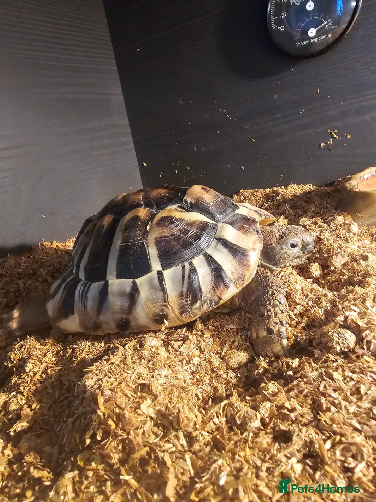 Hermann Tortoise reptiles for sale: Hermann Tortoise  - Advert 2