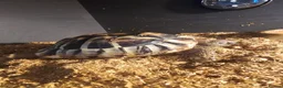 Hermann Tortoise reptiles for sale: Hermann Tortoise  - Advert 2