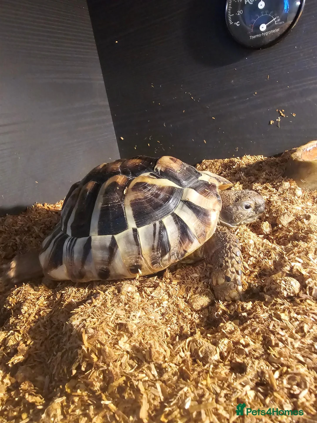 Hermann Tortoise reptiles for sale: Hermann Tortoise  - Advert 2