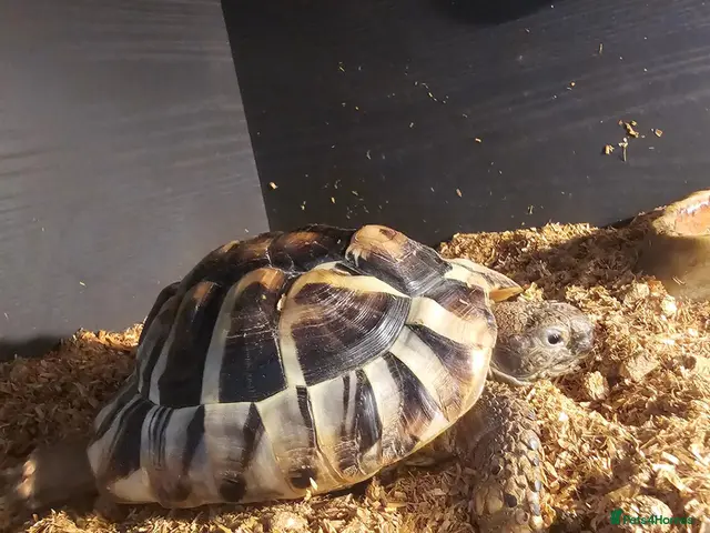 Hermann Tortoise reptiles for sale: Hermann Tortoise - Advert 2