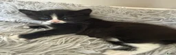 British Shorthair cats for sale: Girl kitten - Advert 6