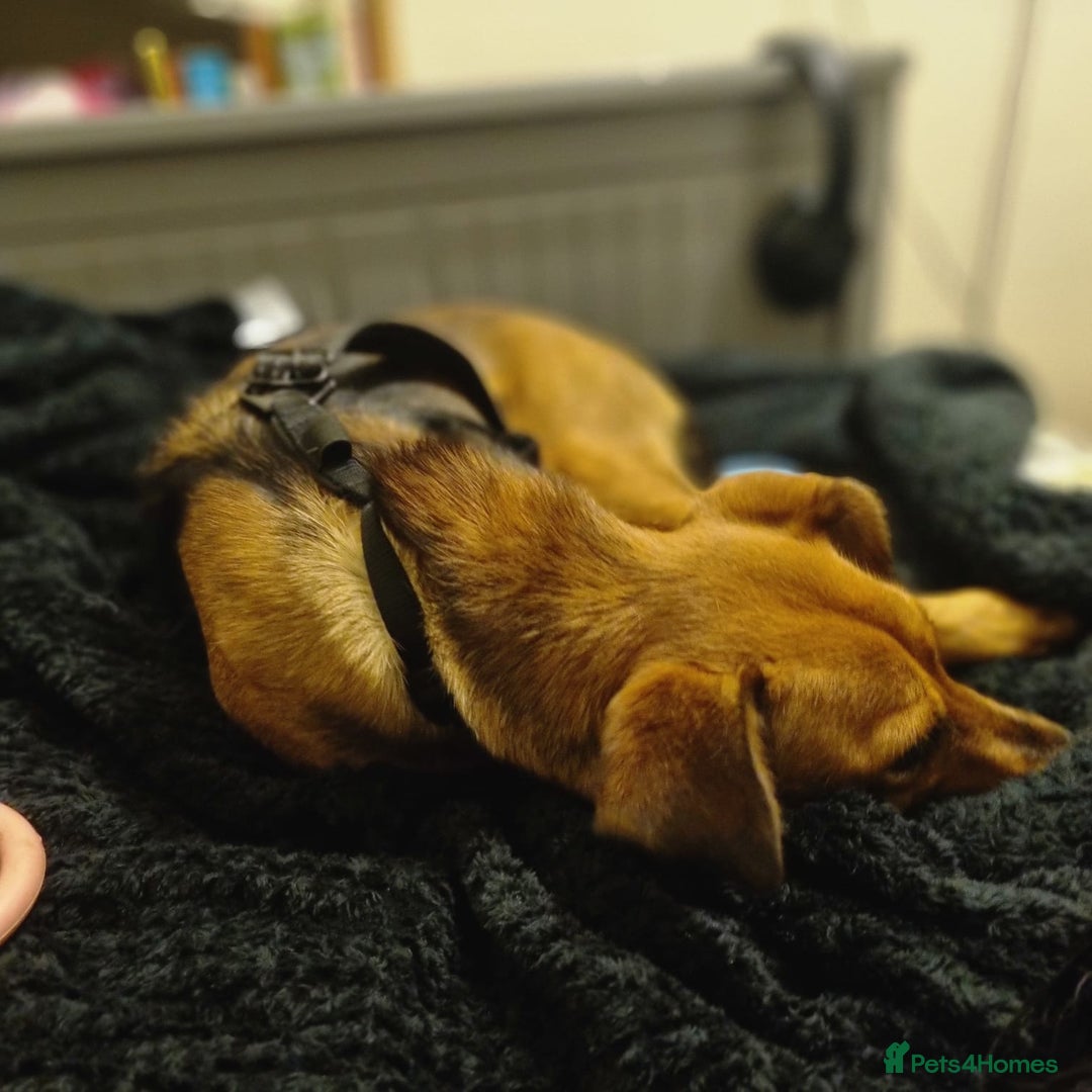 Mixed Breed dogs for adoption: Our lovely Angie, available for cuddles - Image 4
