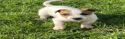 Jack Russell dogs for sale: Pure Bred Jack Russell Puppies - Advert 14