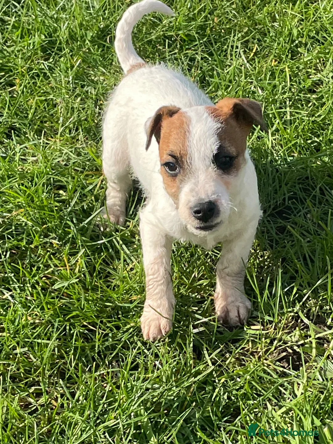 Jack Russell dogs for sale: Pure Bred Jack Russell Puppies - Advert 14