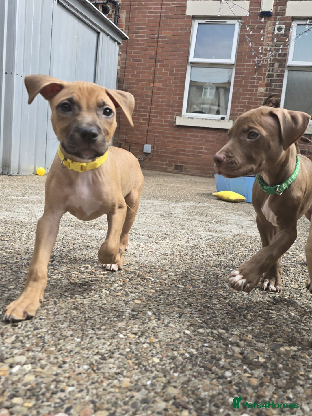 Mixed Breed dogs for sale: Staff cross pups - Image 16