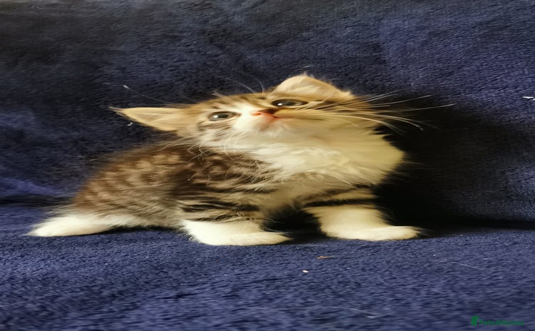 Siberian cats - Advert 4